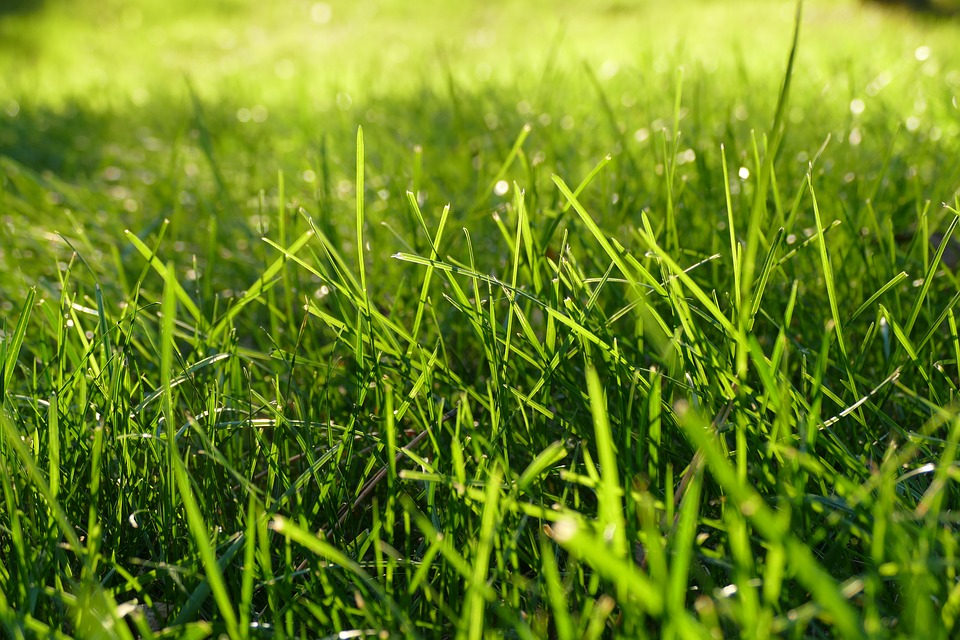 grass-1147851_960_720