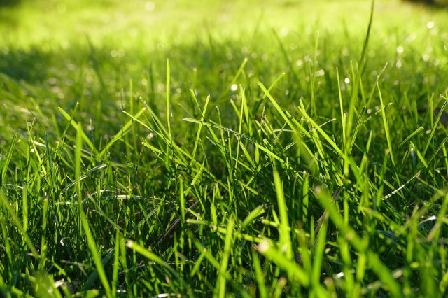 grass-1147851_960_720