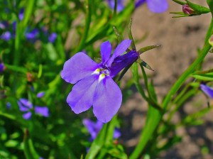 lobelia_erinus_003