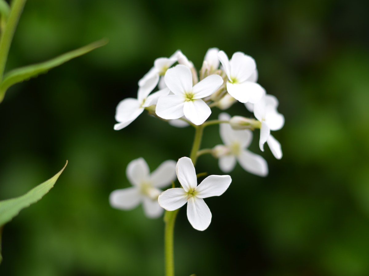Too busy gardening to blog about&nbsp;gardening!
