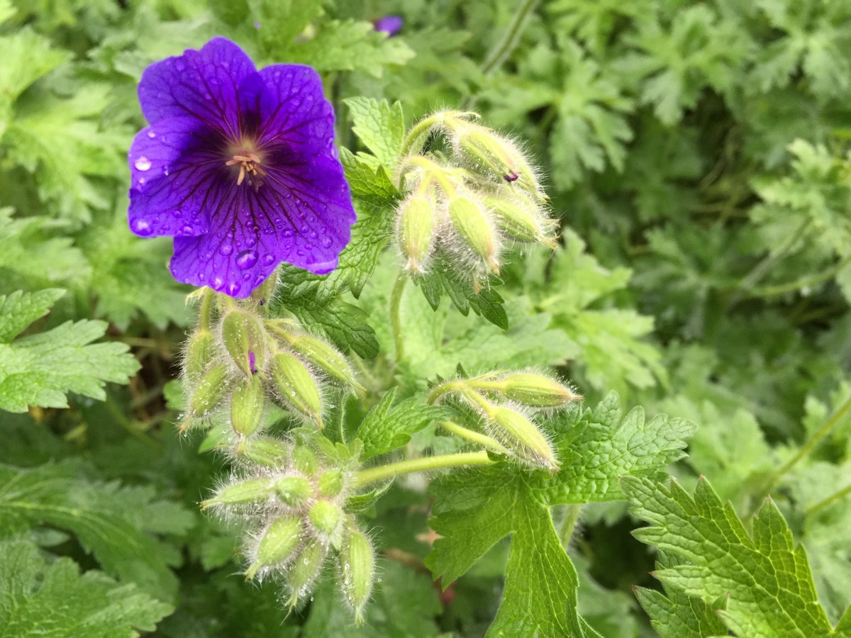 Geranium or pelargonium?