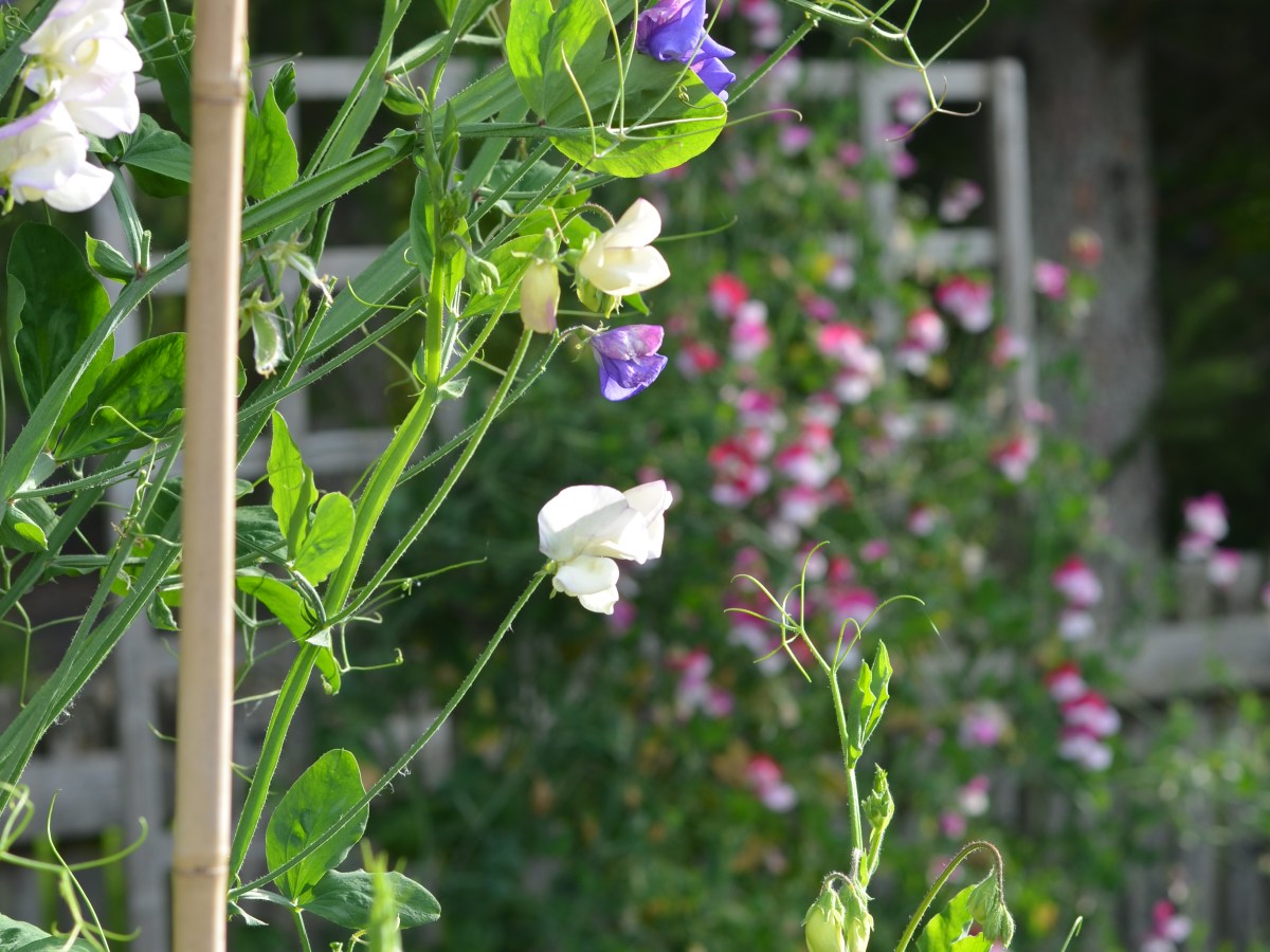 Bittersweet peas