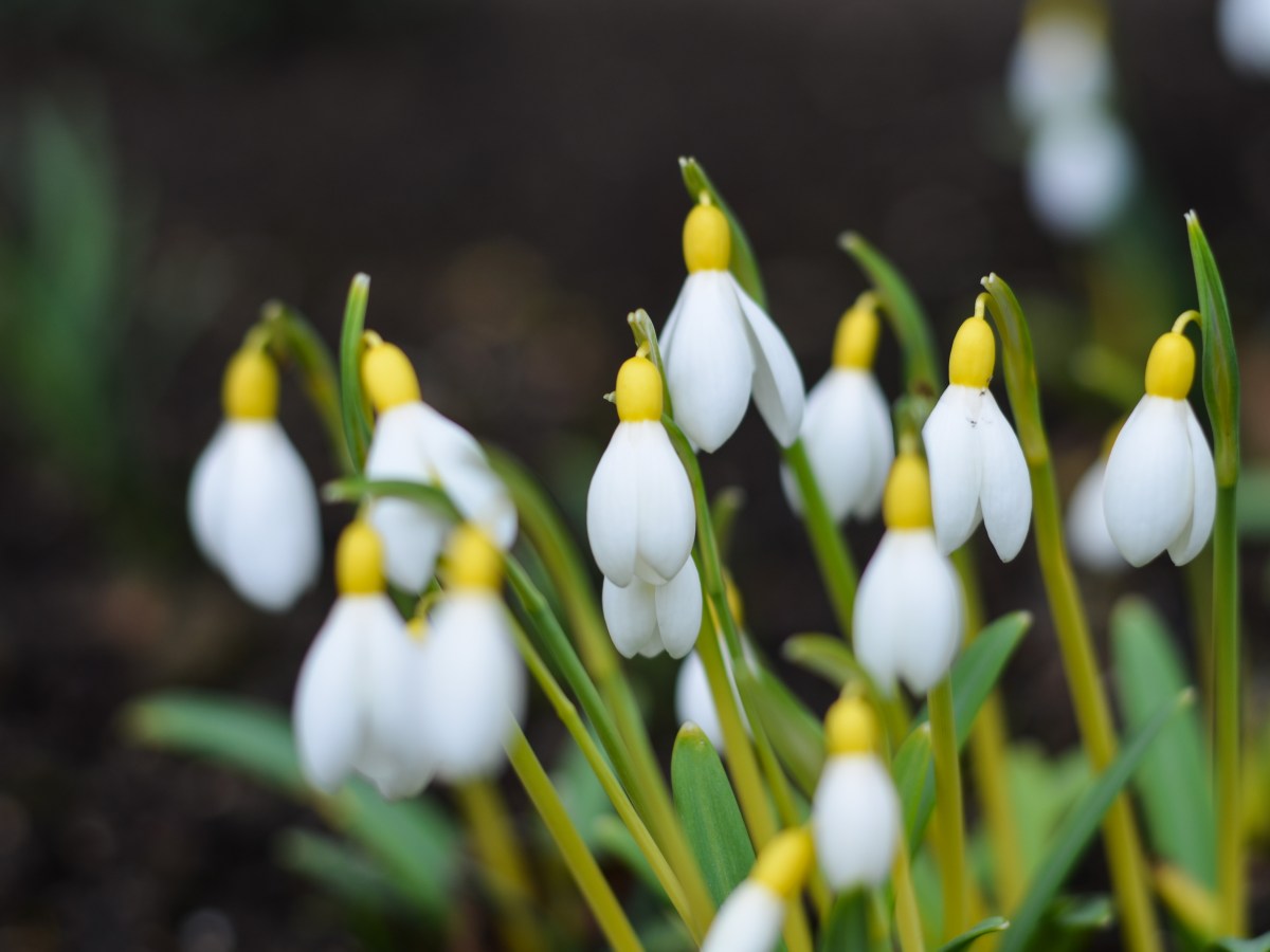 Garden visit: Cambo&nbsp;Estate