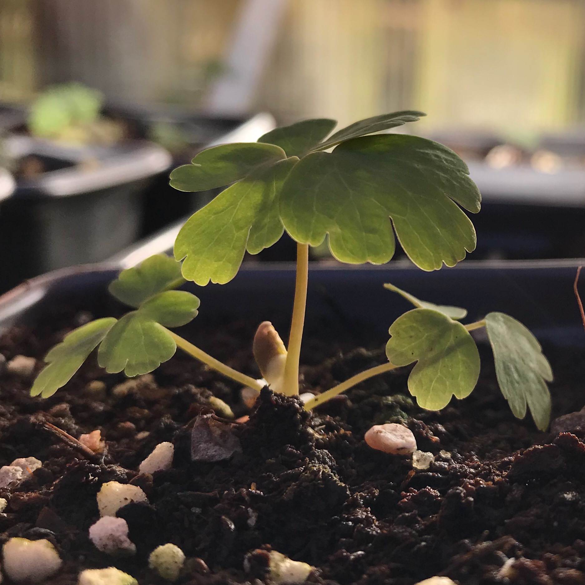 aquilegia seedling