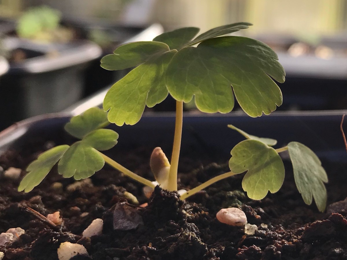 Sow many seeds…so many&nbsp;seedlings