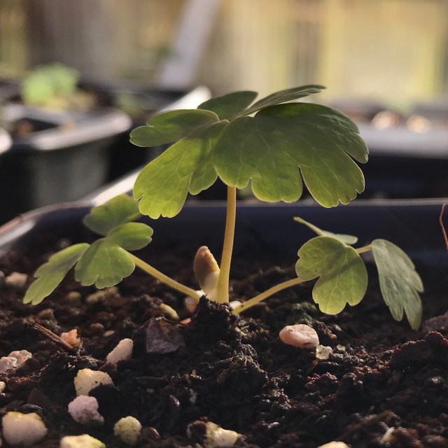 aquilegia seedling