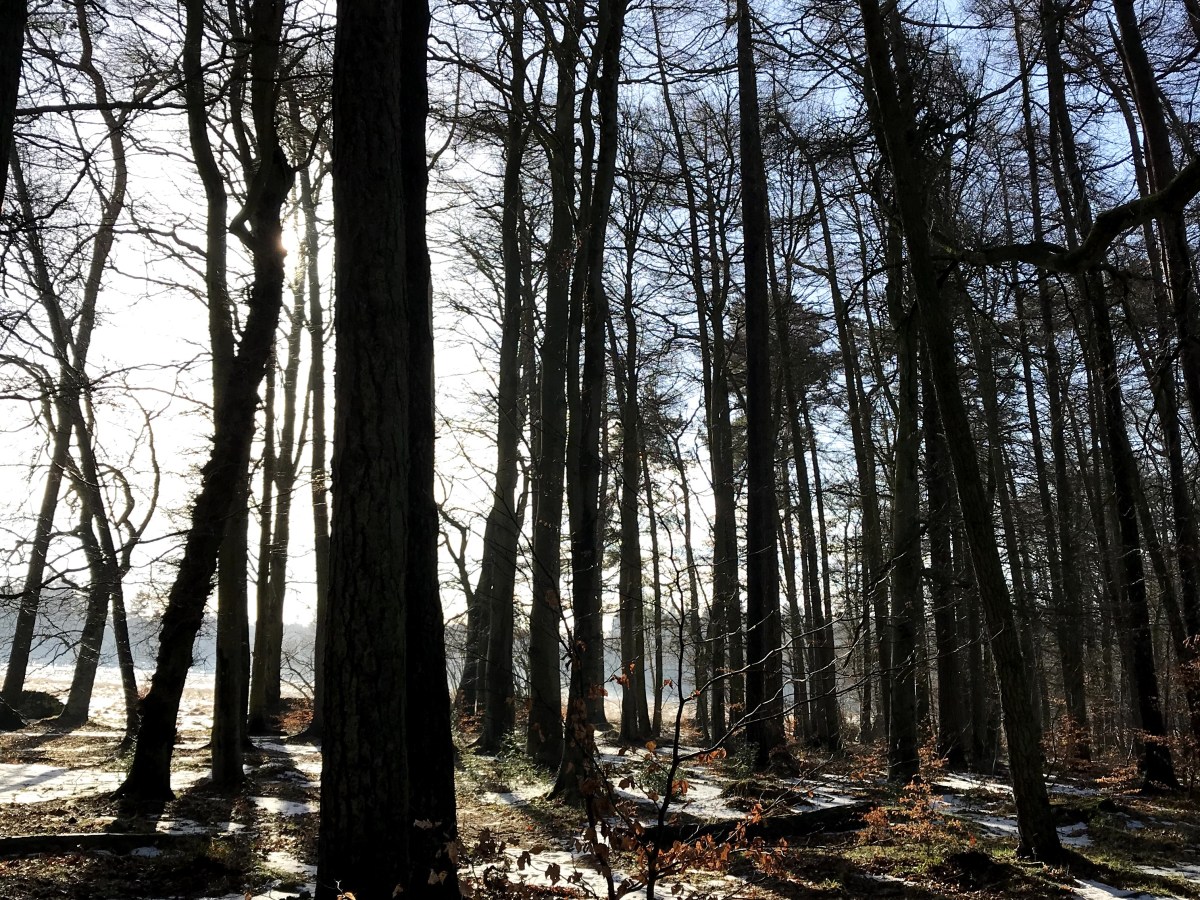 Shinrin-yoku: forest bathing