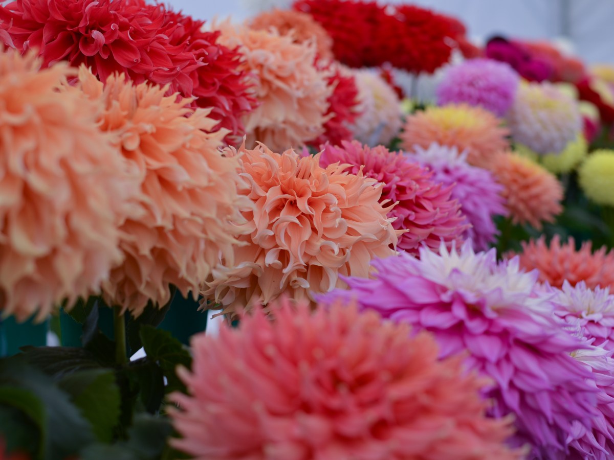 Flower & Food&nbsp;Festival