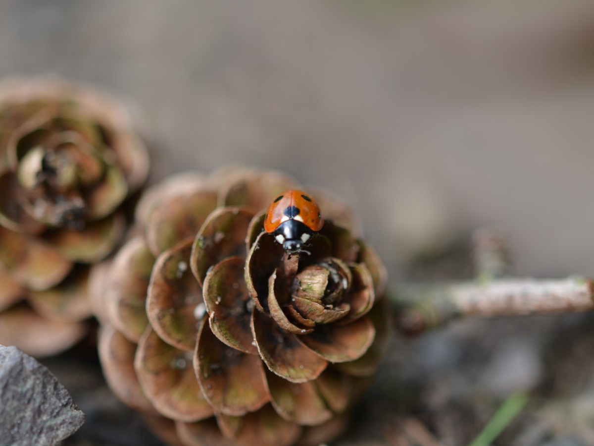 Where do ladybirds go in&nbsp;winter?