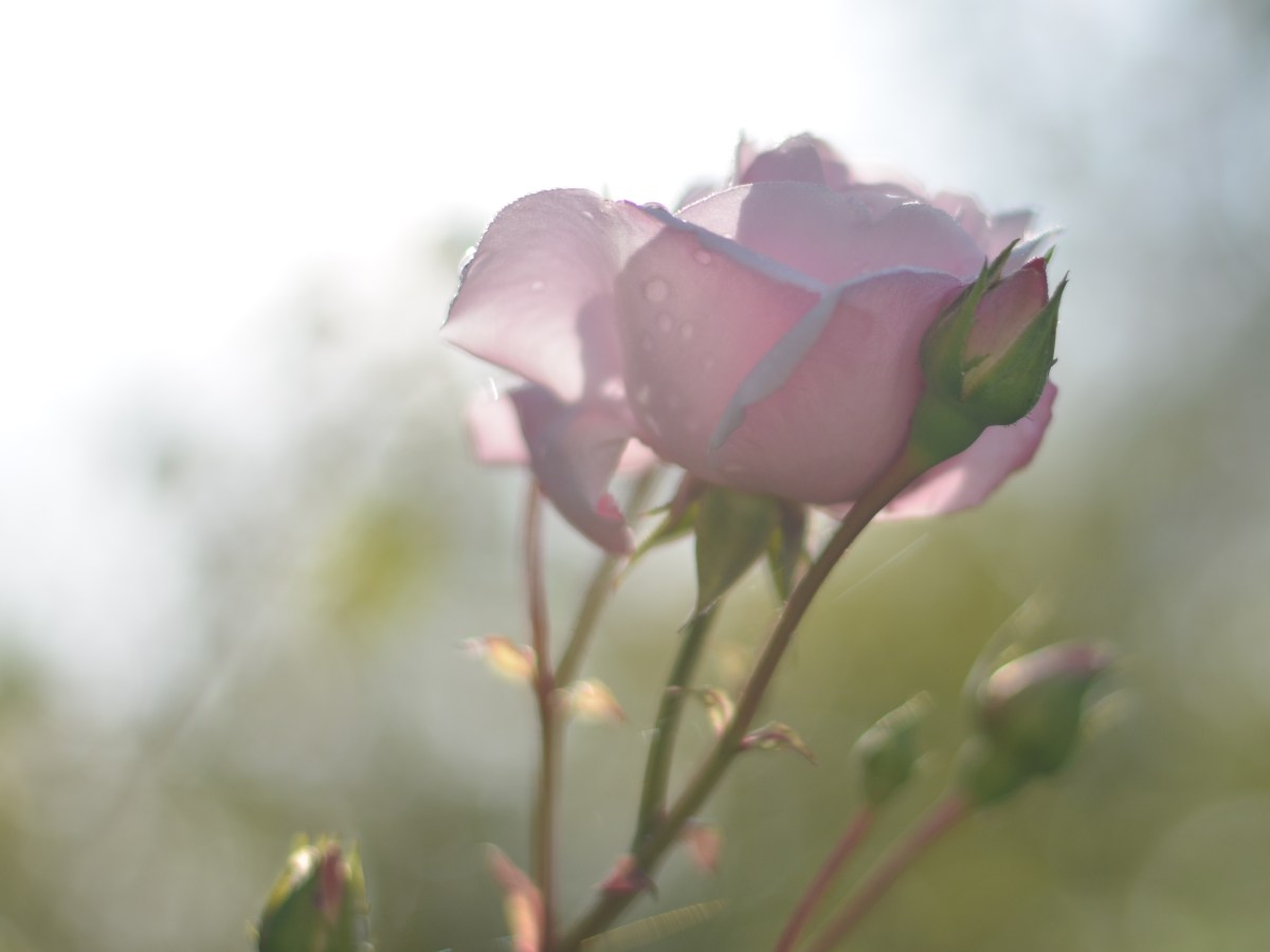 A good year for the&nbsp;roses?