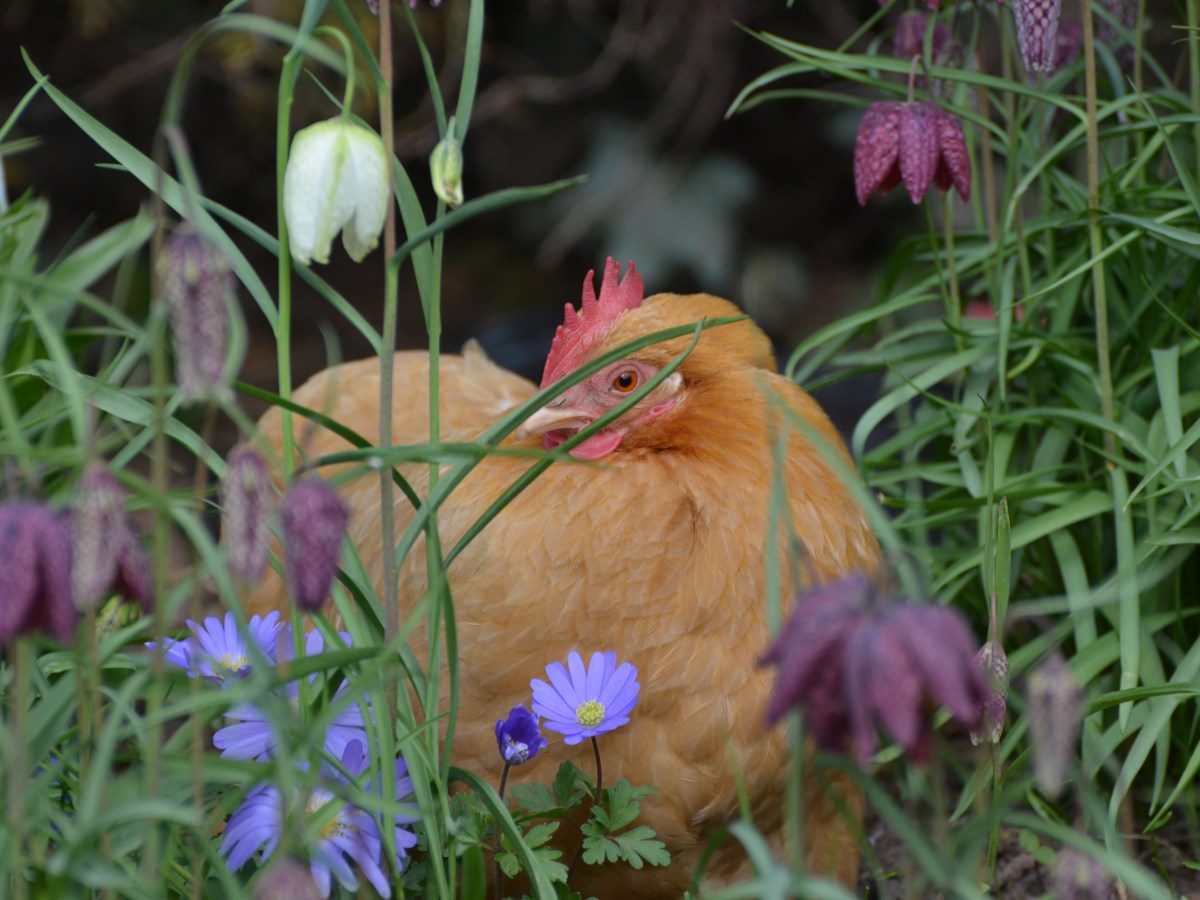 Make your hens at home in the&nbsp;garden