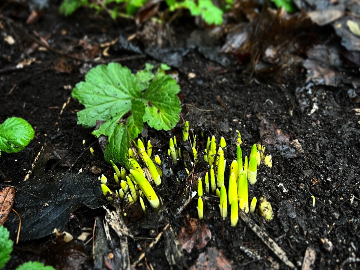 New Year, new blog post, new garden&nbsp;plans