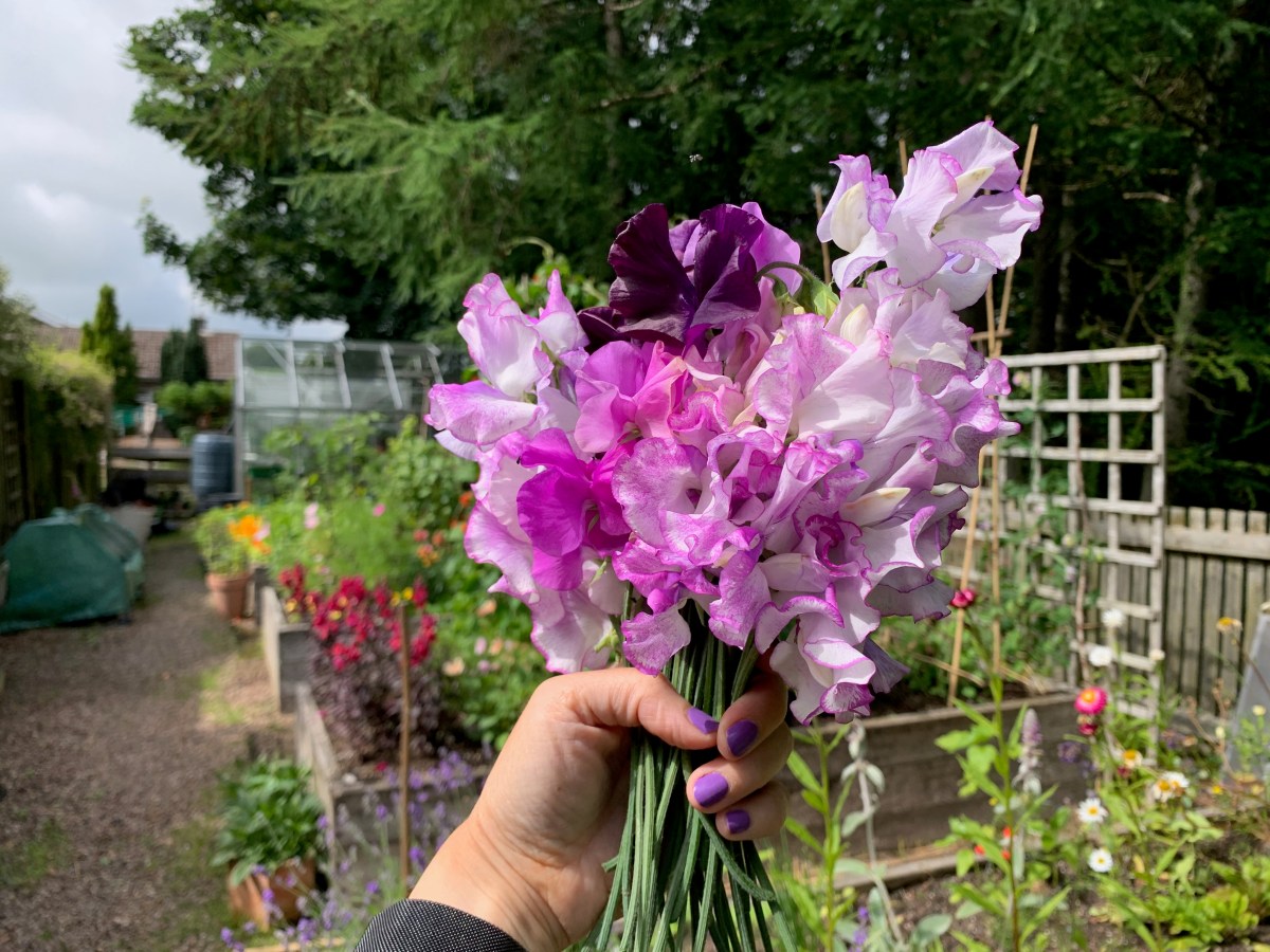 Winter Sown Sweet&nbsp;Peas