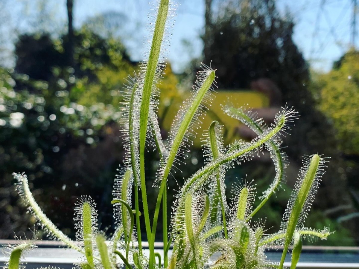 Houseplant Week: Sundews